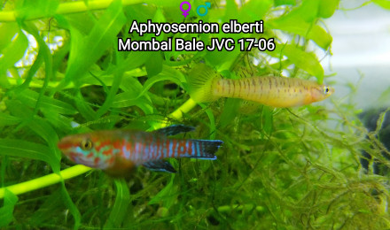 aquarium Killi26 123 Aphyosemion elberti Mombal Bale JVC 17-06