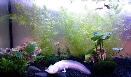 aquarium Nax Hack and Slash