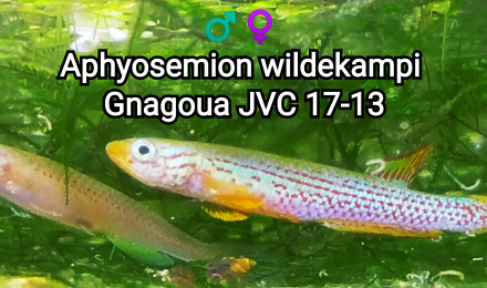 aquarium 242 Aphyosemion wildekampi Gnagoua JVC 17-13