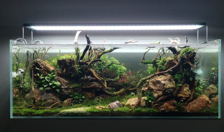 aquarium Wild Jungle