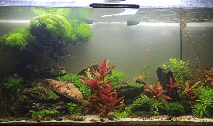 aquarium 135ll