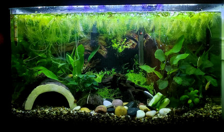 aquarium Souvenirs d enfance