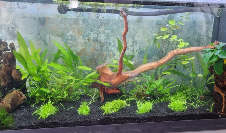 aquarium Salon