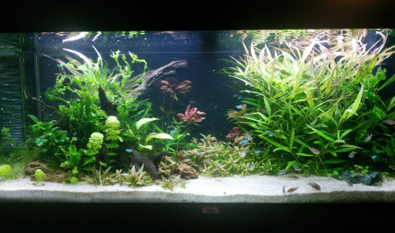 aquarium Rio Norte
