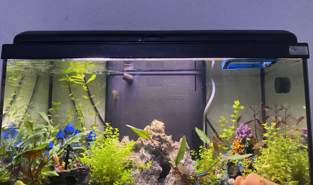 aquarium Zen
