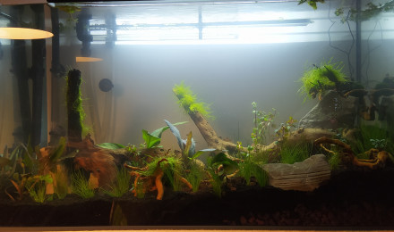 aquarium GuppyLand II
