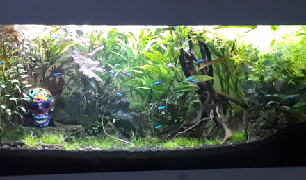 aquarium Le Canyon Amazonien d Apple et Mac