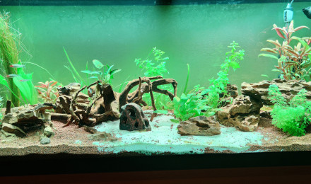 aquarium Communautaire 240 l