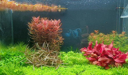 aquarium Dutch Style