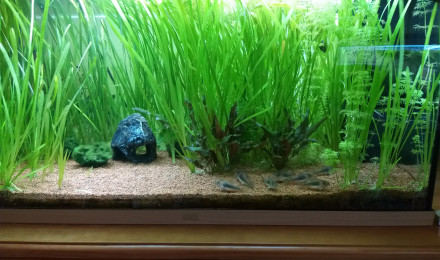 aquarium Bac 125 L