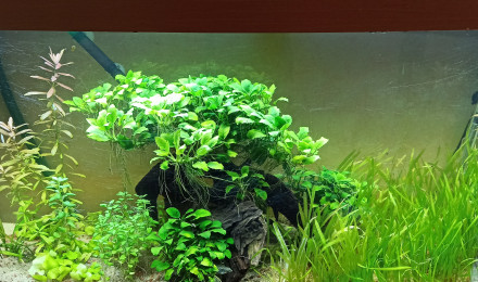 aquarium Bac 300L Léo