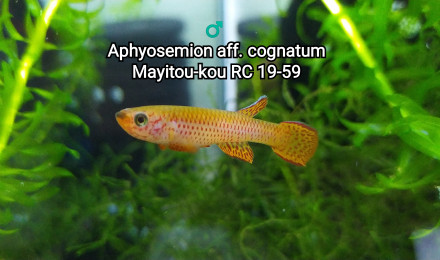 aquarium Killi26 122 Aphyosemion aff. cognatum Mayitou-kou RC 19-59