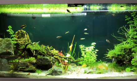 aquarium Aquael Optiset 240 240Litres
