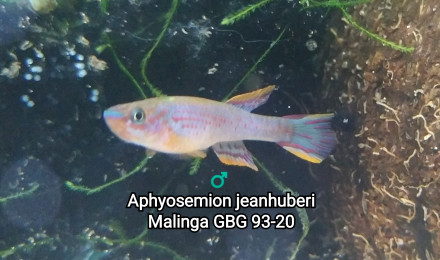 aquarium Killi26 124 Aphyosemion jeanhuberi Malinga GBG 93-20