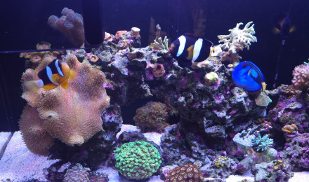 aquarium Armatus 400
