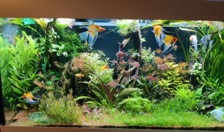 aquarium 450L