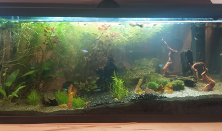 aquarium GuppyLand I