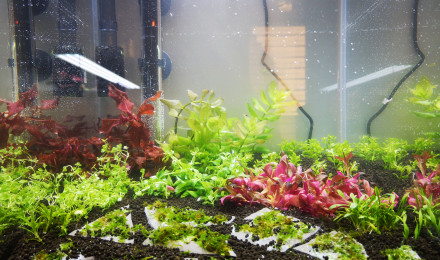 aquarium Nano crevettes