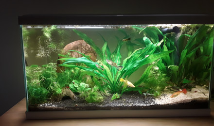 aquarium Guppys
