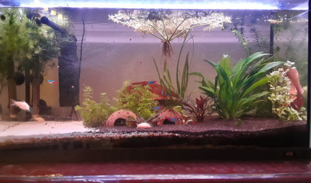 aquarium Mon premier