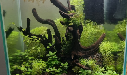 aquarium aqua sombre 20L