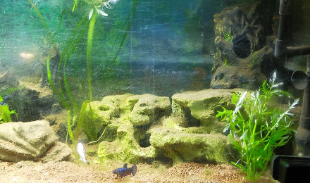 aquarium betta femelles