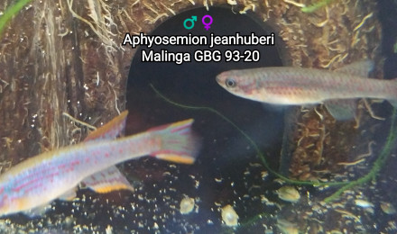 aquarium Killi26 124 Aphyosemion jeanhuberi Malinga GBG 93-20