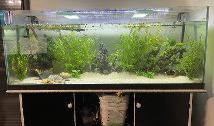 aquarium Forêt tropicale