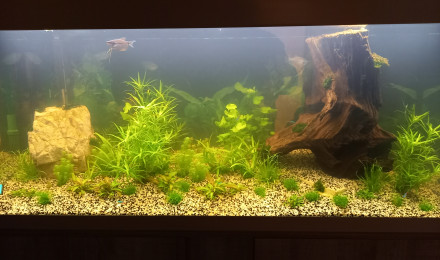 aquarium Aquarium maison