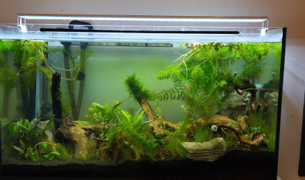 aquarium GuppyLand II