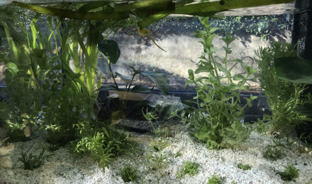 aquarium Début
