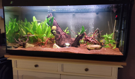 aquarium clepit46