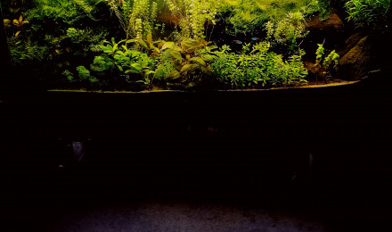 aquarium Delahaye