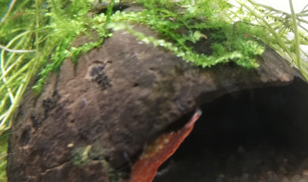 aquarium Crevette selection