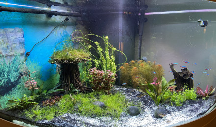 aquarium Trigon 350