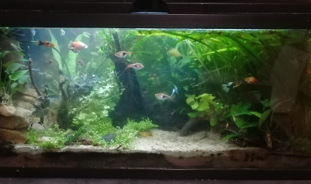 aquarium Mon 80 litres