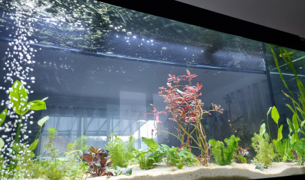aquarium 450l