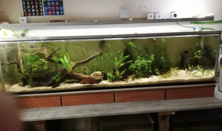 aquarium Bac à channa asiatica