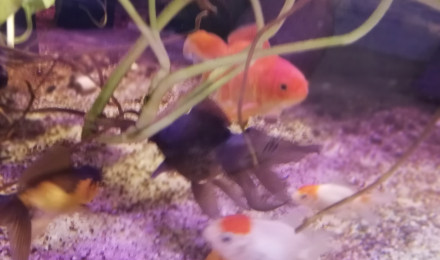 aquarium Voiles de chine