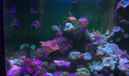 aquarium Recifal