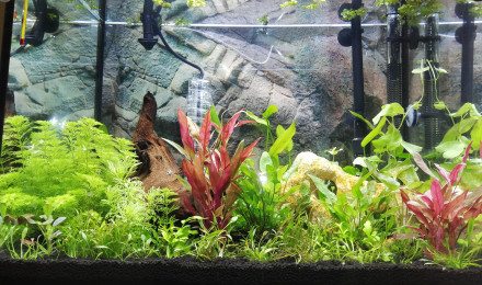 aquarium Blue lagoon