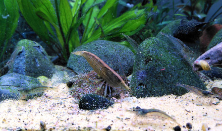 aquarium La maison des grands Amazonien 536L