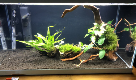 aquarium Aquarium Caridina Cantonensis Taiwan bee blue bolt