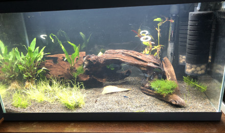 aquarium Bac élevage - Neocaridina Blue velvet- dream