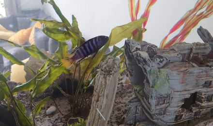 aquarium Cichlidés melanochromis et Malawi