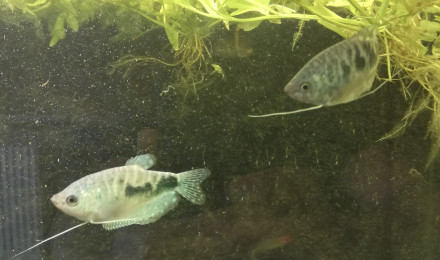 aquarium 300 litres