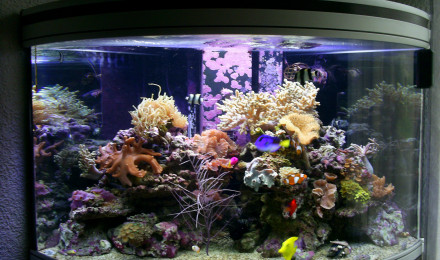 aquarium Mon recifal