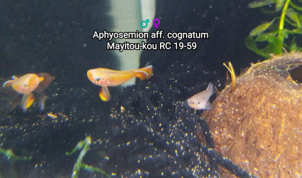 aquarium 244 libre le 12 novembre 2022
