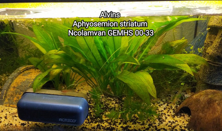 aquarium Killi26 141 Aphyosemion striatum Ncolamvan GEMHS 00-33