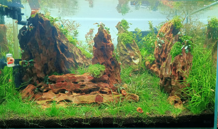 aquarium aquascape 80l